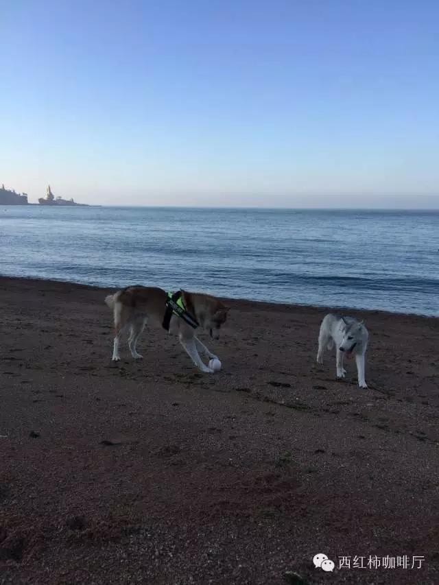 狗狗出行-独享私家海滩-威海国家4A级风景名胜区成山头