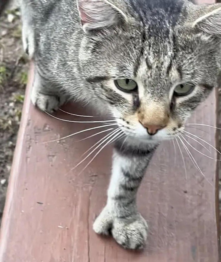 公园里出现一只漂亮的流浪猫主动讨好每个路人原因让人心酸