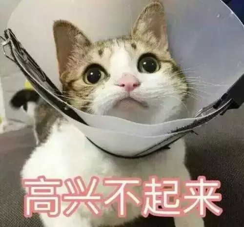 猫咪到医院秒怂，不知道是该笑还是心疼它……