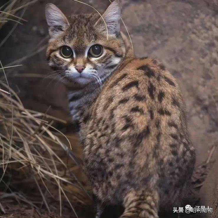 动物园豹纹“猫”遭投诉说拿真猫忽悠游客，工作人员哭笑说不是猫