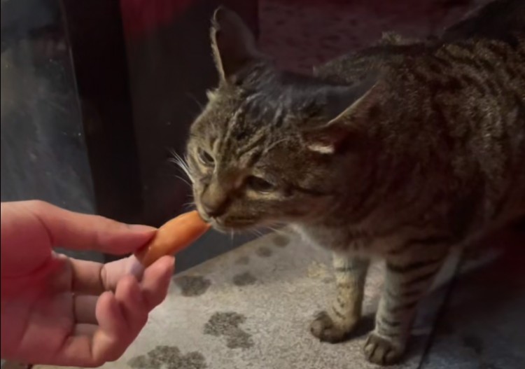 浙江：怀孕流浪猫冒雨讨食给它猫罐头时猫咪吃着吃着就落泪了