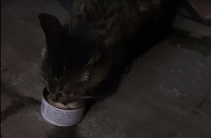 浙江：怀孕流浪猫冒雨讨食给它猫罐头时猫咪吃着吃着就落泪了