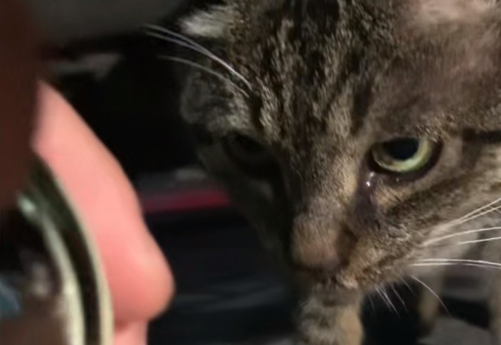 浙江：怀孕流浪猫冒雨讨食给它猫罐头时猫咪吃着吃着就落泪了