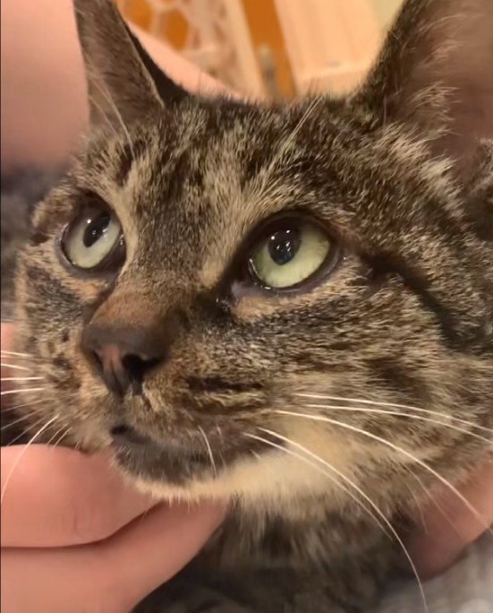 浙江：怀孕流浪猫冒雨讨食给它猫罐头时猫咪吃着吃着就落泪了