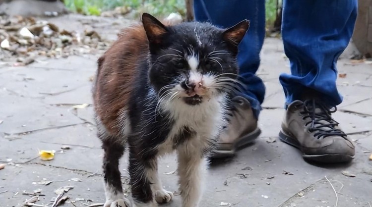 垂暮猫咪不停用头蹭着小哥那一刻它似乎有太多的故事想要诉说