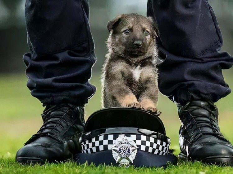 看完这些可爱的小警犬连上班的心思都没有了