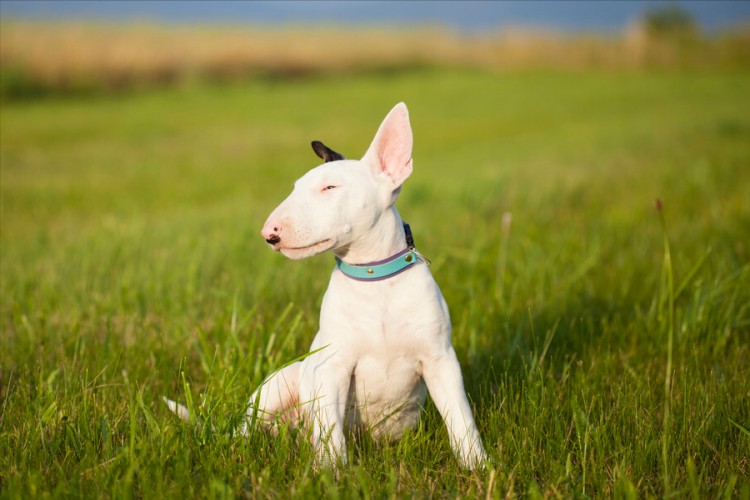 世界七大猛犬每一只都很吓人藏獒排第二