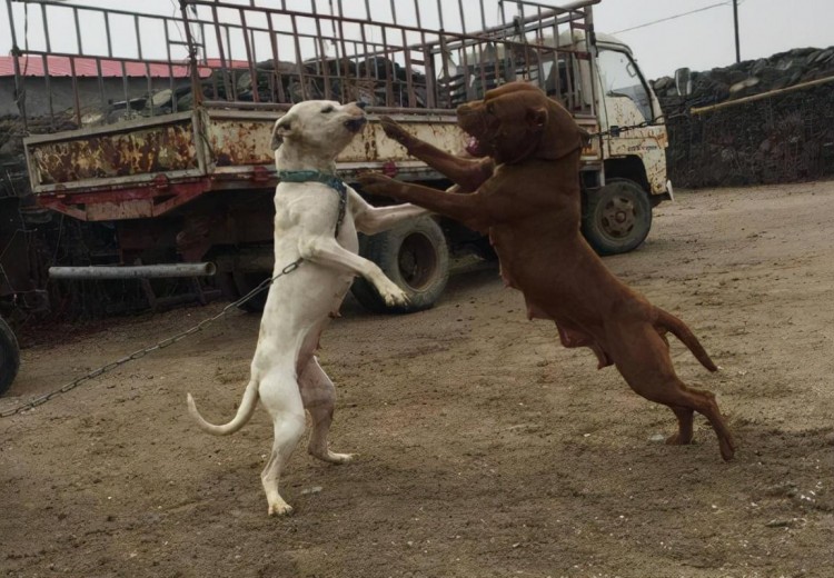 世界七大猛犬每一只都很吓人藏獒排第二