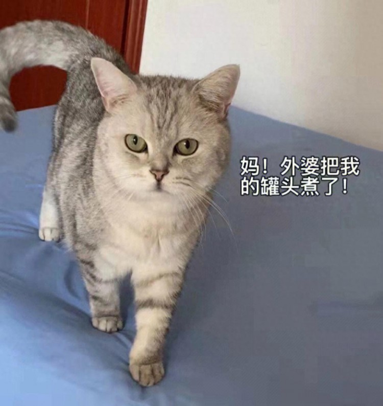 猫咪认你“当妈”的7个表现，中两条以上，可以偷笑了