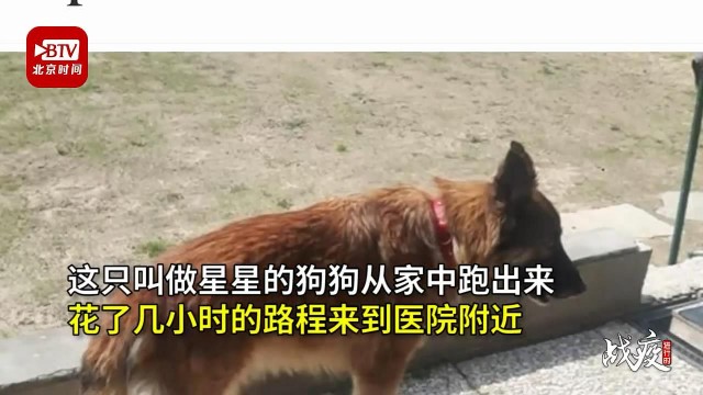 疫情版忠犬八公现实上演：宠物犬苦等因病去世主人场面催人泪下