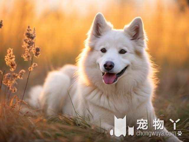 不知道哪里买狗粮？长沙宅宠社PET CLUB能帮我吗?