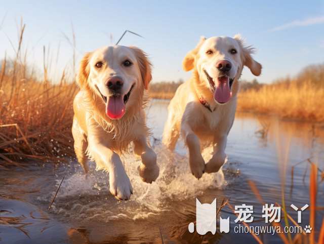 比熊犬便便不成形？造成的原因有5个