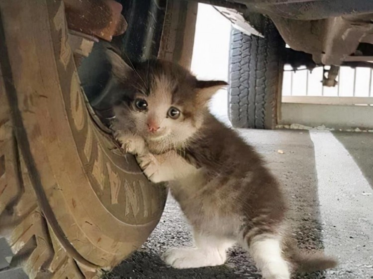 宠物猫走丢后很难在野外生存你知道是为什么吗